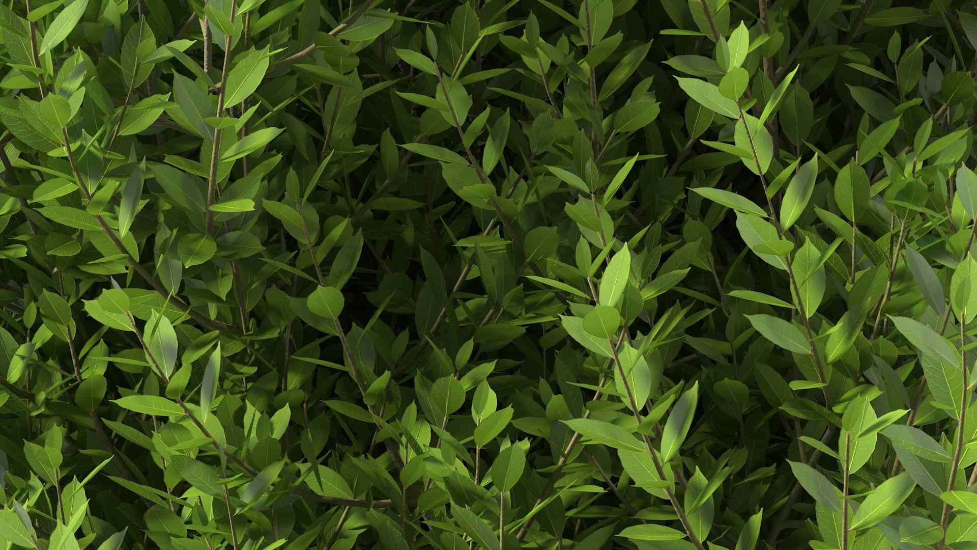 Sweet Bay Laurel Plant 3D model https://p.turbosquid.com/ts-thumb/md/MBbhts/AS/sweet_bay_laurel_tree_010/jpg/1776440478/1920x1080/fit_q87/a3a6b46c7df0b9a895543a1e0e11001bedb466e3/sweet_bay_laurel_tree_010.jpg