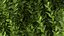 Sweet Bay Laurel Plant