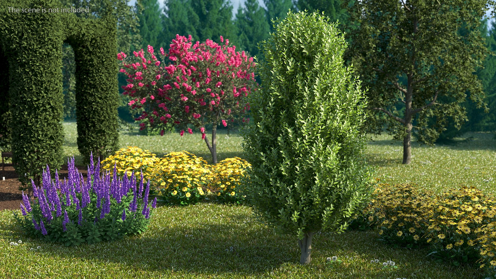 Sweet Bay Laurel Plant 3D model https://p.turbosquid.com/ts-thumb/md/MBbhts/MA/sweet_bay_laurel_tree_003/jpg/1776440447/1920x1080/fit_q87/b95767ef8b42c08fe798ba8fd5ac1233a581ddae/sweet_bay_laurel_tree_003.jpg