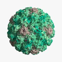 Capsid ot the Humane Papillomavirus Type 16