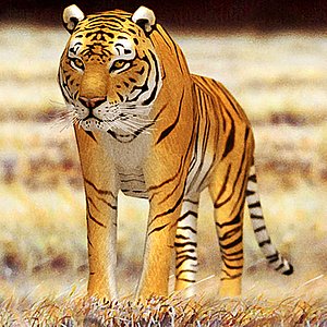 tiger 01 3d model