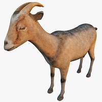Capra Hircus (Goat)