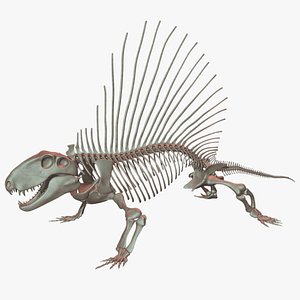 dimetrodon skeleton 3D model