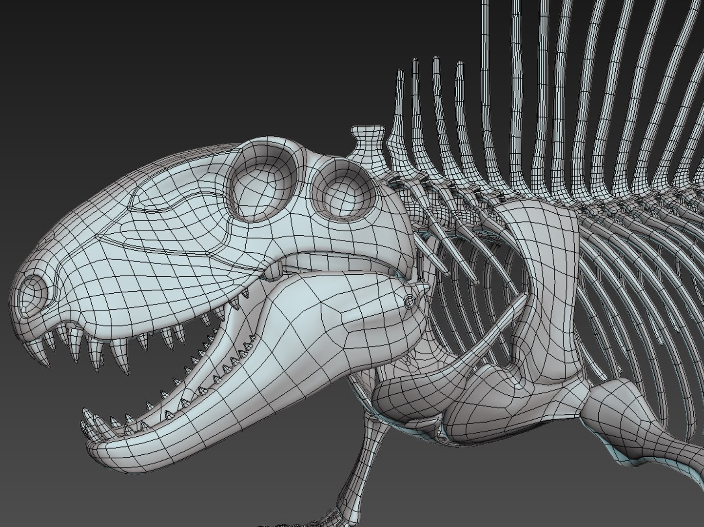 Dimetrodon skeleton 3D model - TurboSquid 1228656