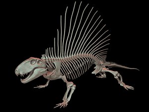 dimetrodon skeleton 3D model