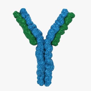 Antibody 3D