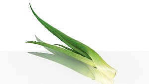 Sprig of aloe vera herb health cosmetics