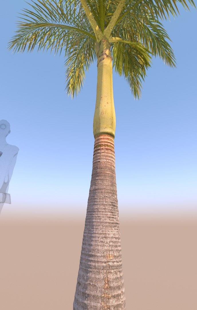 3D Young Queen Palm TurboSquid 1669027