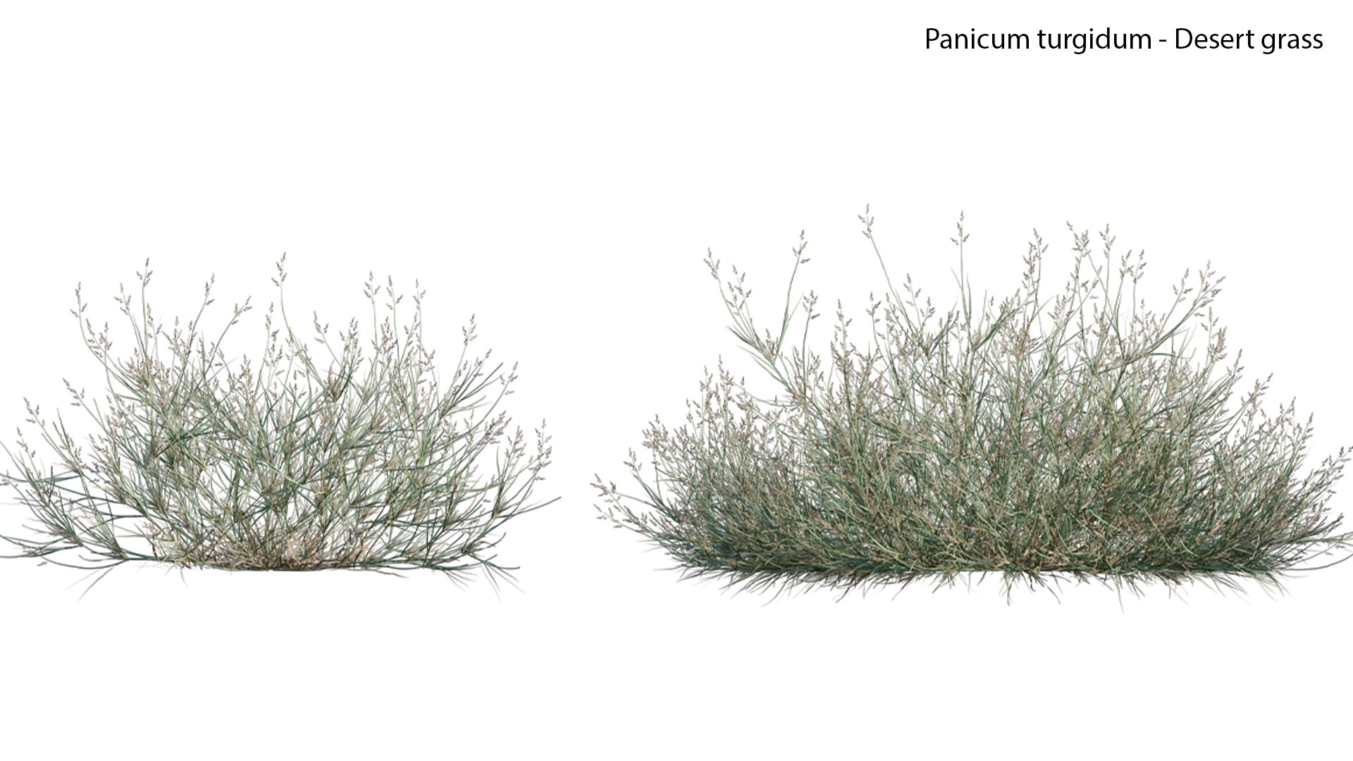Panicum turgidum - Desert grass model https://p.turbosquid.com/ts-thumb/md/rxjGo7/5x/panicumturgidumdesertgrass0103/jpg/1657598663/1920x1080/fit_q87/0b3667f0386a03e2b96ace79313110e71074be70/panicumturgidumdesertgrass0103.jpg