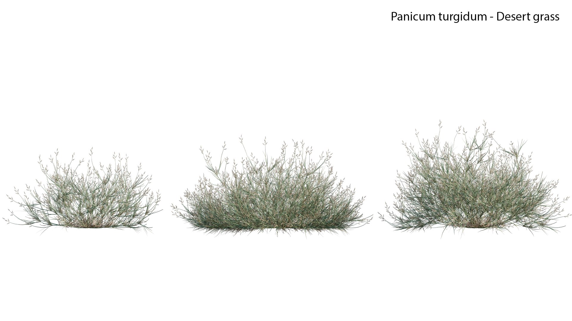 Panicum turgidum - Desert grass model https://p.turbosquid.com/ts-thumb/md/rxjGo7/I4/panicumturgidumdesertgrass0102/jpg/1657598662/1920x1080/fit_q87/07bc9b9404fcbbc0fcd360c9a79f1cd6383ca7c9/panicumturgidumdesertgrass0102.jpg