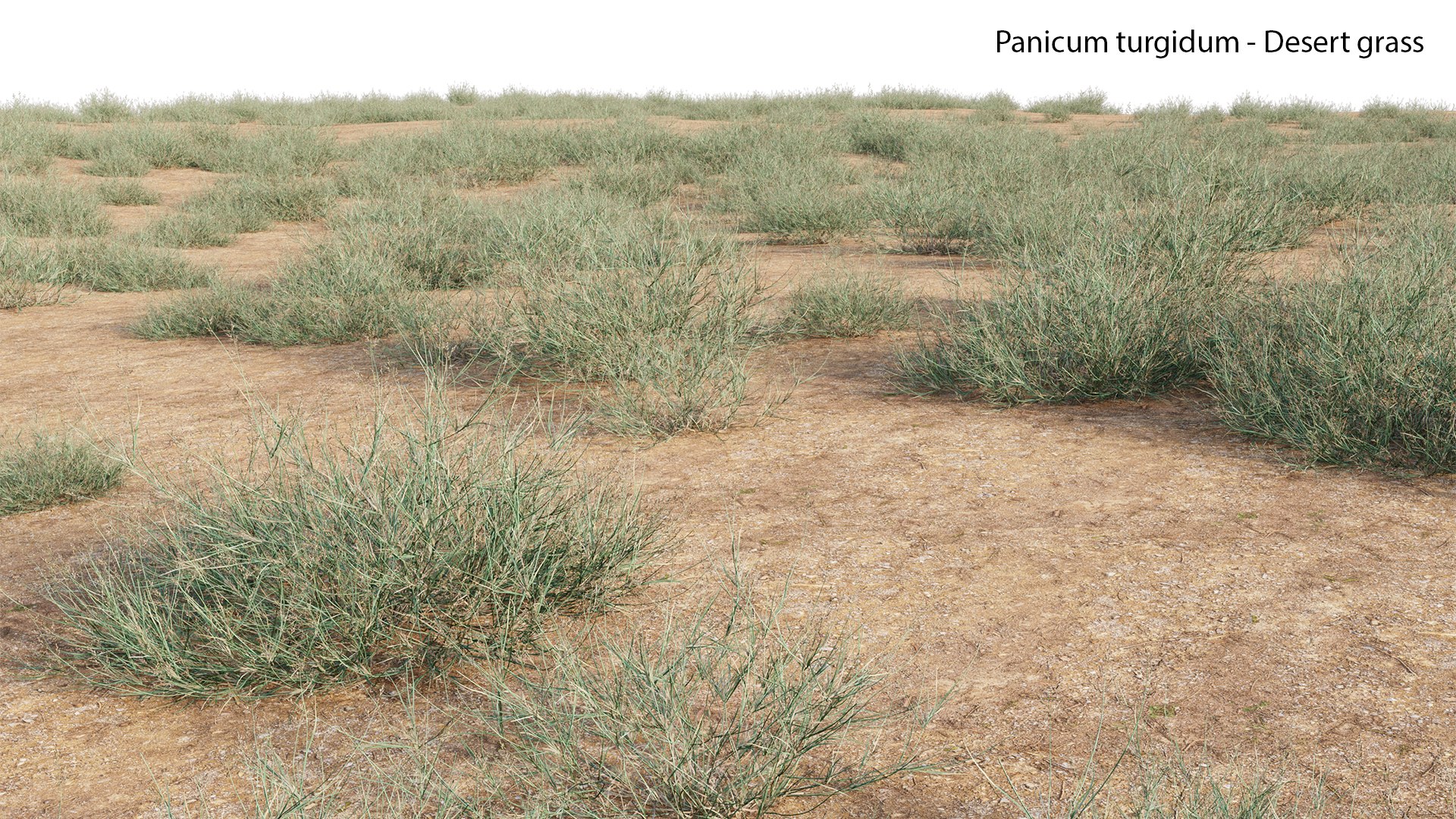 Panicum turgidum - Desert grass model https://p.turbosquid.com/ts-thumb/md/rxjGo7/Tx/panicumturgidumdesertgrass0105/jpg/1657598667/1920x1080/fit_q87/c75049c926c64f155baf843e9b8ad3ea8476f53c/panicumturgidumdesertgrass0105.jpg