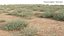 Panicum turgidum - Erba del deserto