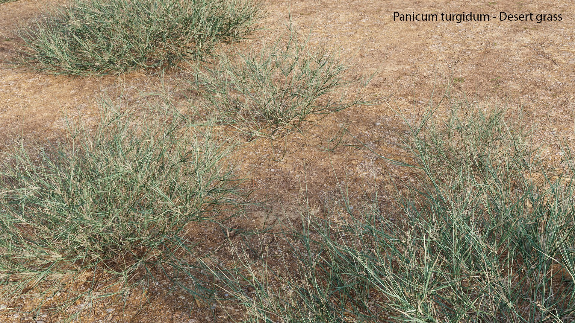 Panicum turgidum - Desert grass model https://p.turbosquid.com/ts-thumb/md/rxjGo7/cL/panicumturgidumdesertgrass0106/jpg/1657598671/1920x1080/fit_q87/2b58c37d33f29a80cf239e25ed3094f28c497bd6/panicumturgidumdesertgrass0106.jpg