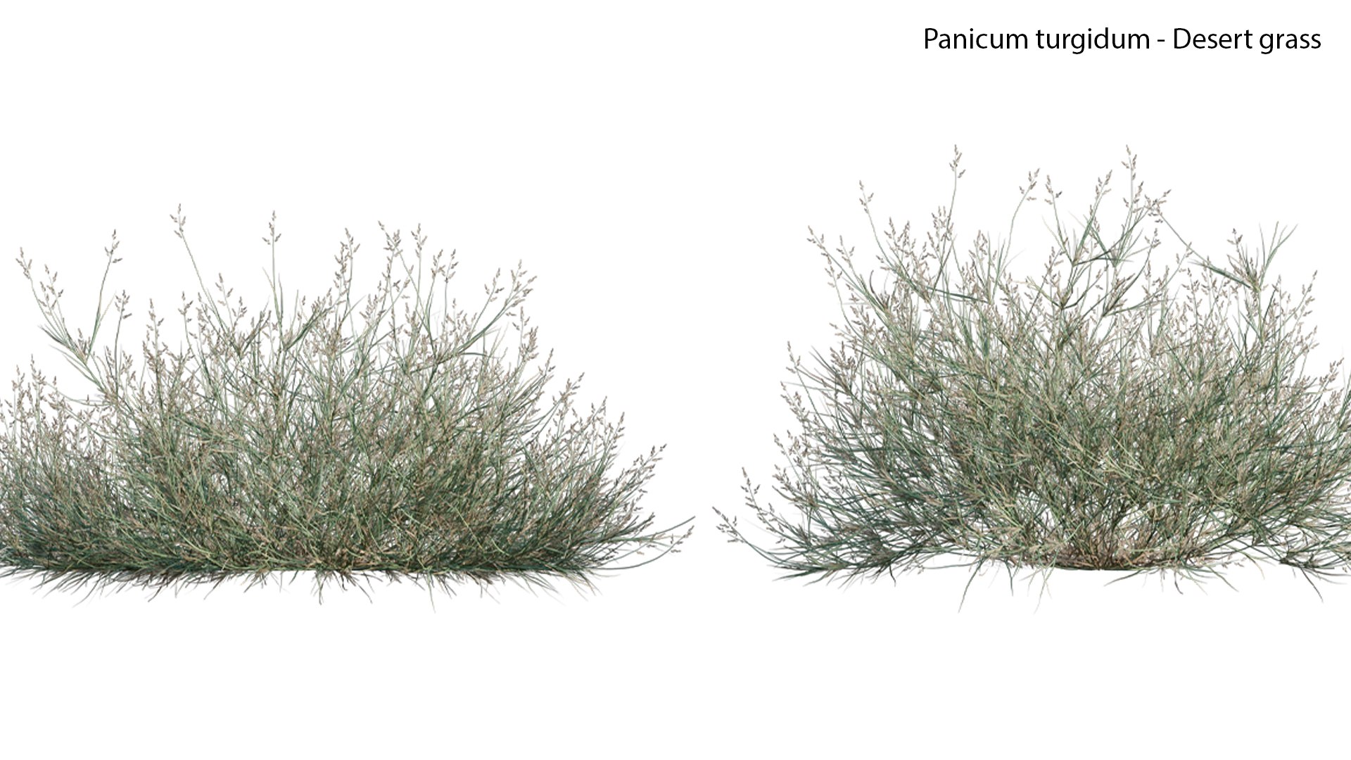 Panicum turgidum - Desert grass model https://p.turbosquid.com/ts-thumb/md/rxjGo7/k7/panicumturgidumdesertgrass0104/jpg/1657598664/1920x1080/fit_q87/bf26c6e00436118422017077aa7222d876e818fc/panicumturgidumdesertgrass0104.jpg