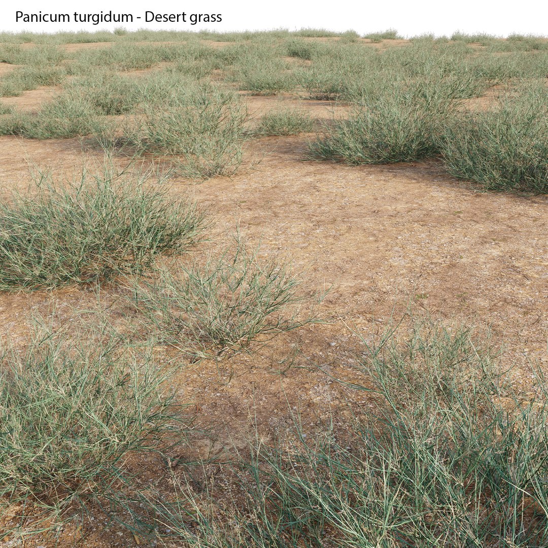 Panicum turgidum - Desert grass model https://p.turbosquid.com/ts-thumb/md/rxjGo7/rp/panicumturgidumdesertgrass0101/jpg/1657598660/1920x1080/fit_q87/a6d51c2e050ceebe986876008b96079cefae73fb/panicumturgidumdesertgrass0101.jpg