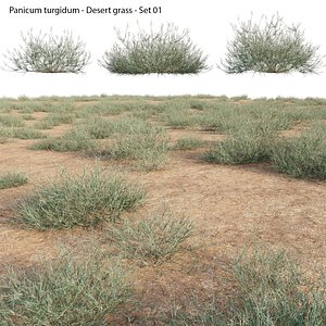 Panicum turgidum - Desert grass model