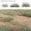 Panicum turgidum - Erba del deserto