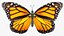 Borboleta Monarca Voadora Animada Montada para Cinema 4D