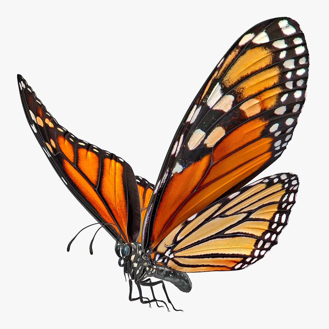 Animated Flying Monarch Butterfly Rigged for Cinema 4D