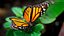 Borboleta Monarca Voadora Animada Montada para Cinema 4D