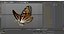Borboleta Monarca Voadora Animada Montada para Cinema 4D