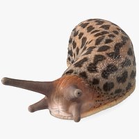 Great Grey Slug Lying