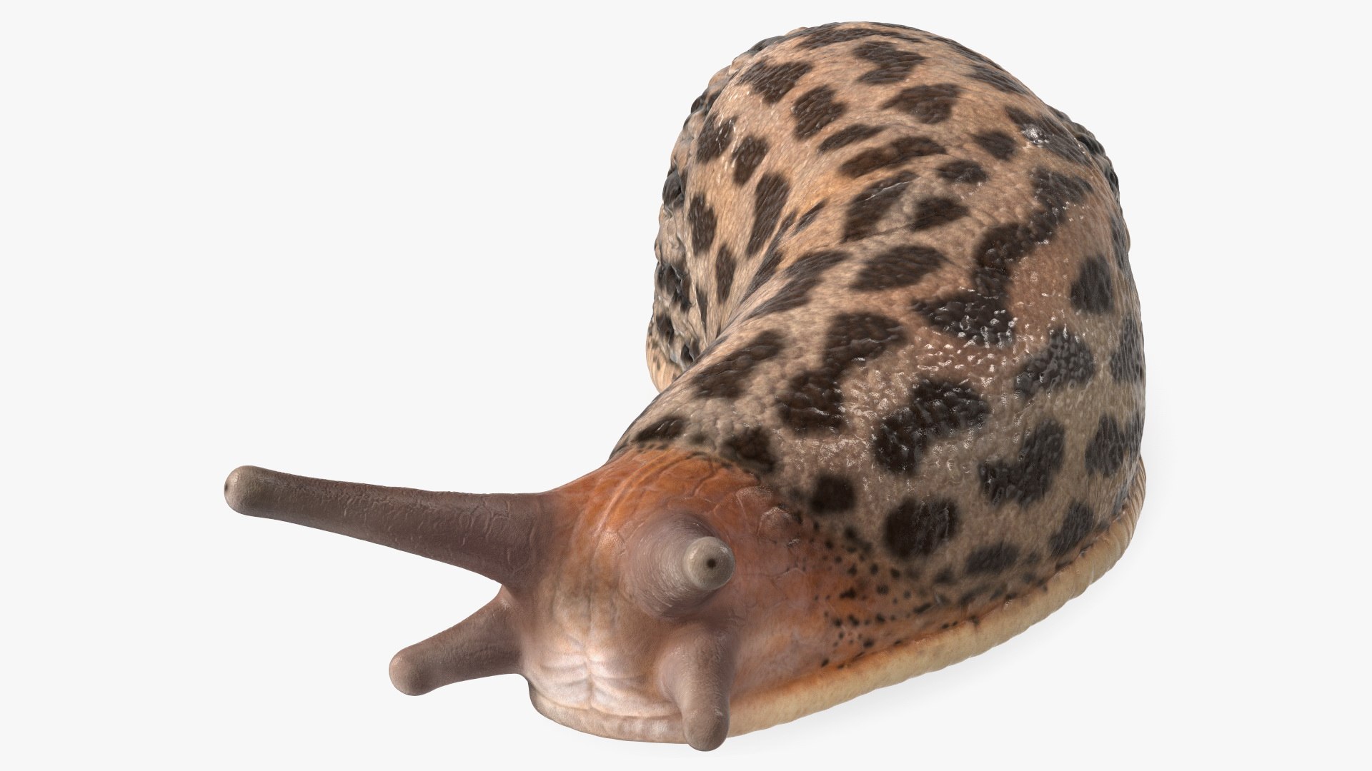 Great Grey Slug Lying 3D model preview