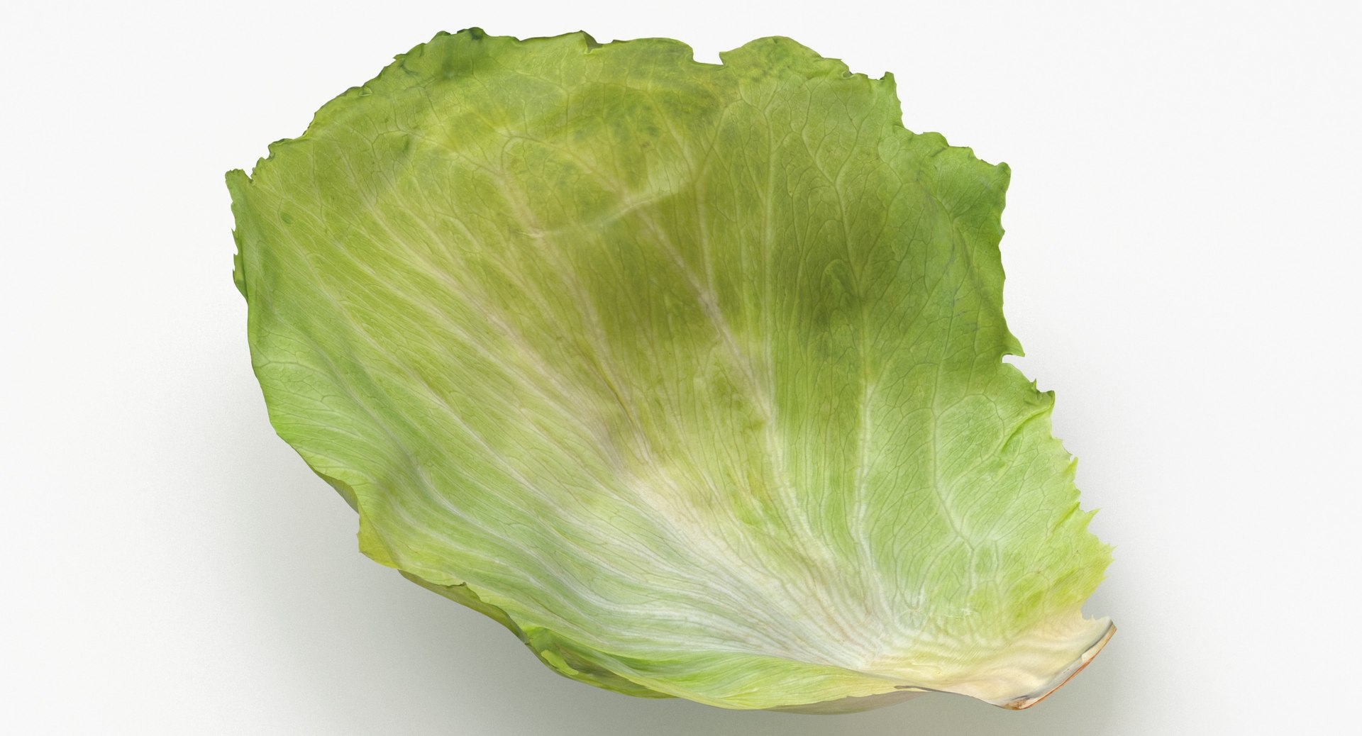 3D Lettuce Leaf 03 https://p.turbosquid.com/ts-thumb/me/3zwpZS/Px/lettuce_leaf_03_thumbnail_0006/jpg/1642060361/1920x1080/fit_q87/2b681e5075835461db7fa48182679ec676e48767/lettuce_leaf_03_thumbnail_0006.jpg