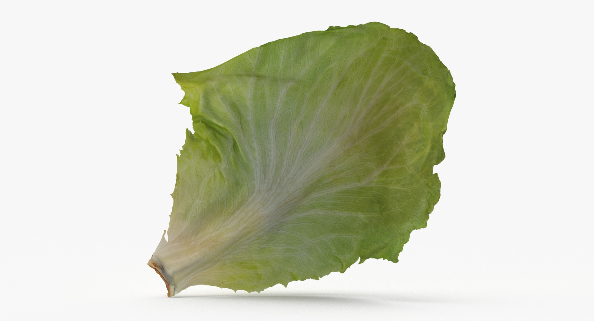 3D Lettuce Leaf 03 https://p.turbosquid.com/ts-thumb/me/3zwpZS/kp/0000/jpg/1642060271/1920x1080/turn_fit_q99/cce6997f80f2e977b6b76e09ebdac74cb5b2a363/0000-1.jpg