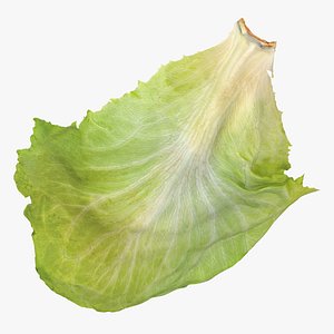 3D Lettuce Leaf 03