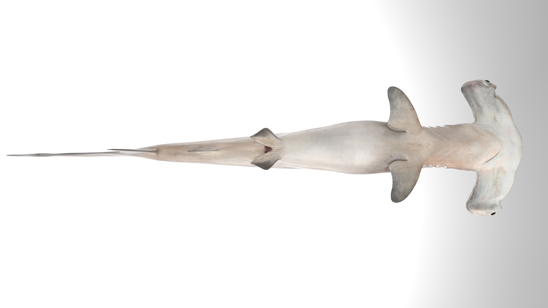 3D model Hammerhead Shark - TurboSquid 1986235