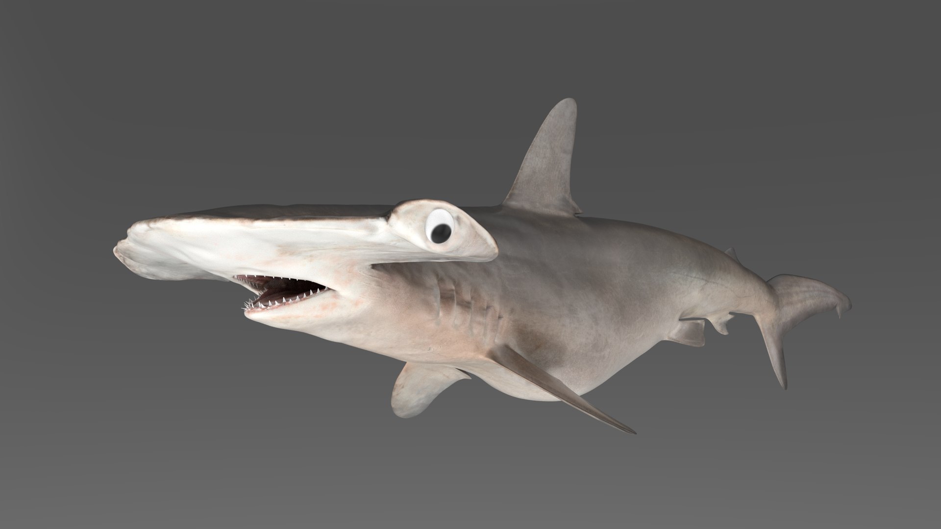 3D model Hammerhead Shark - TurboSquid 1986235