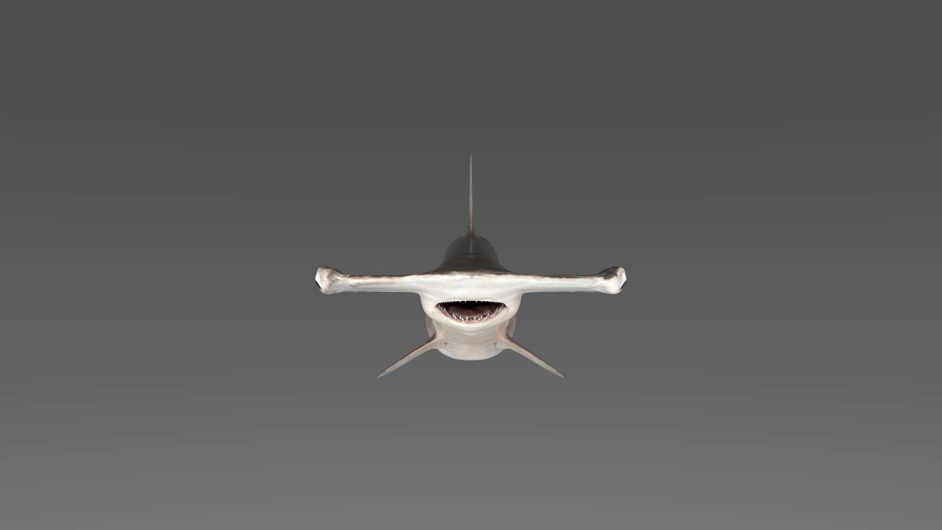3D model Hammerhead Shark - TurboSquid 1986235