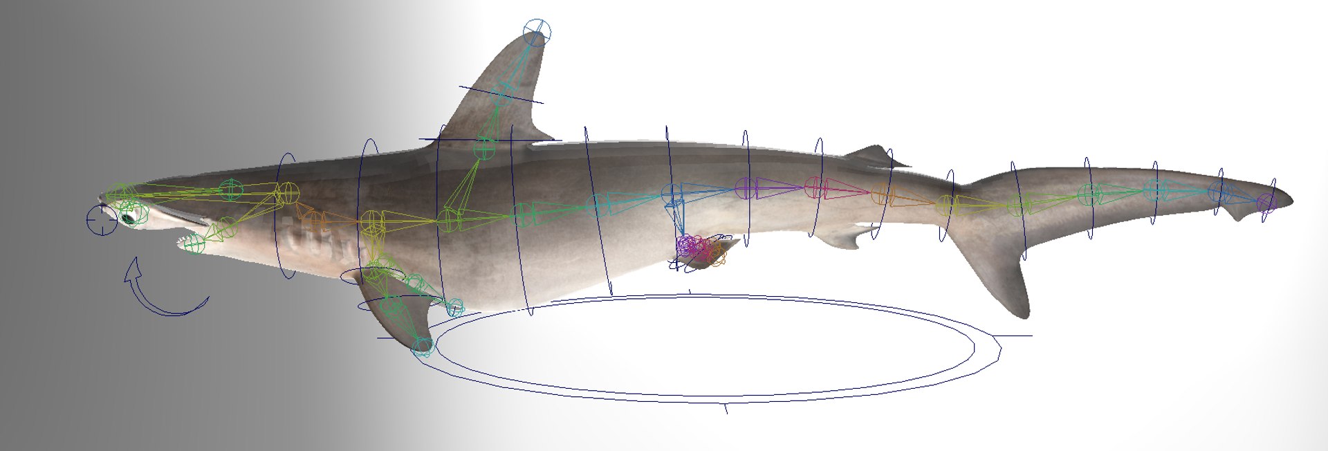 3D model Hammerhead Shark - TurboSquid 1986235