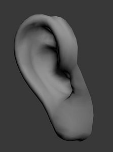 3d model human ear head
