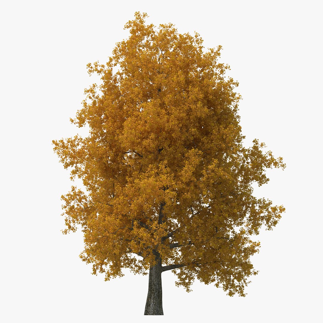 Yellow Poplar Old Tree Autumn 3D model preview
