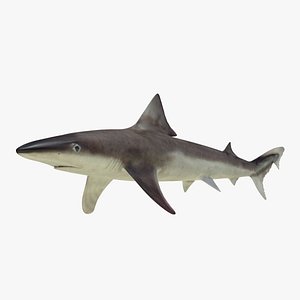 School Shark 3D Model