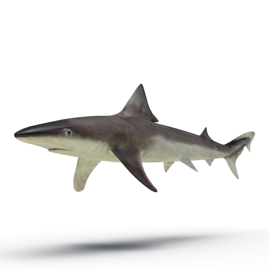 School Shark 3D Model 3D model preview