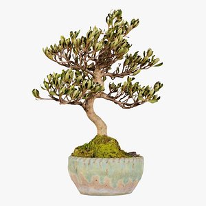 3D model Satsuki Azalea Young Bonsai Tree Remastered
