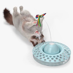 Ragdoll Cat Playing with Cat Teaser Toy Fur