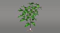 Ruscus