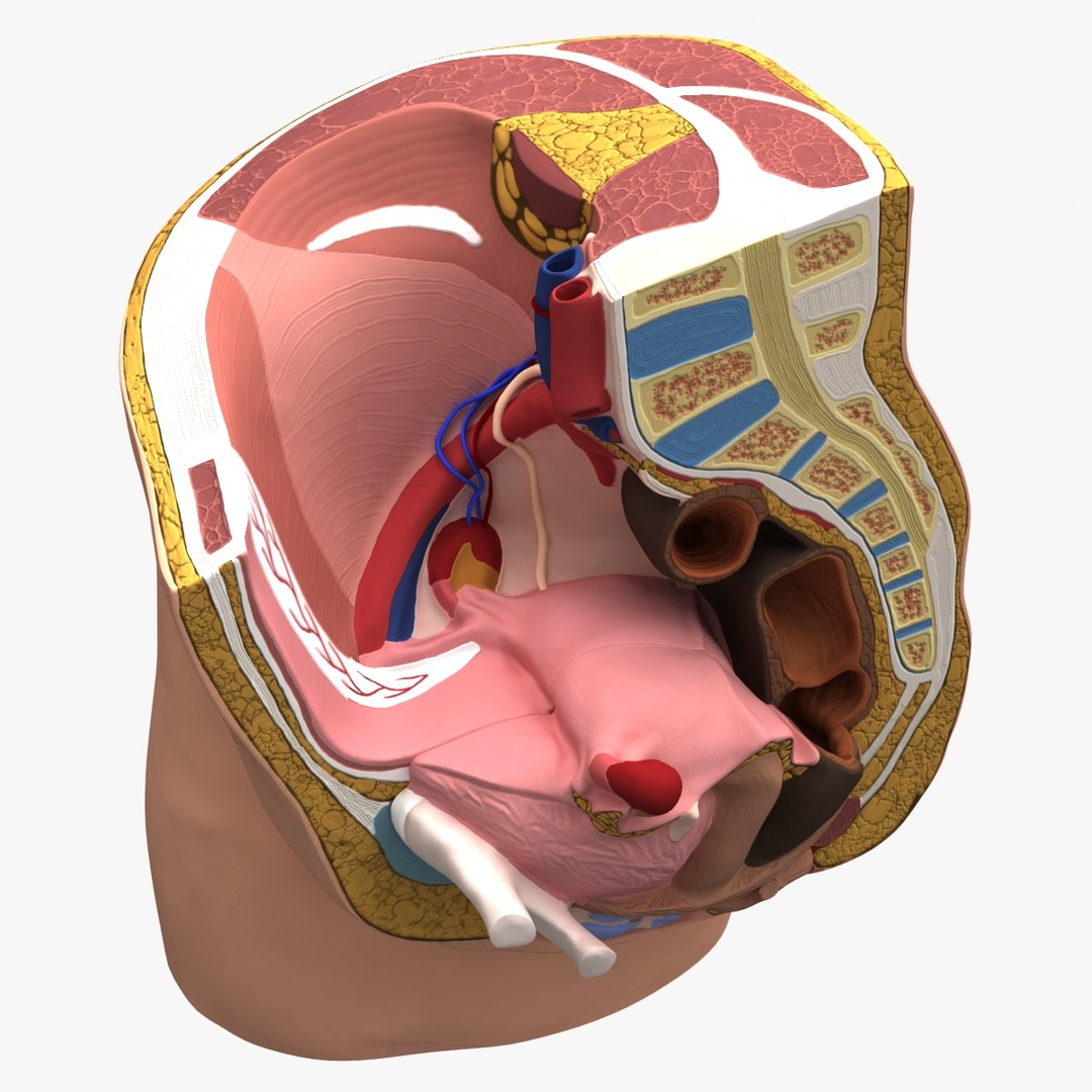 3d dugm01 female pelvis section model https://p.turbosquid.com/ts-thumb/me/ZjgRZd/1IVFVvj7/female_pelvis_median_section_010001/jpg/1370899496/1920x1080/fit_q87/cd7ee2bb9353885eb7c3962aa96565da97a4640f/female_pelvis_median_section_010001.jpg