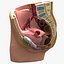 Female Pelvis Section