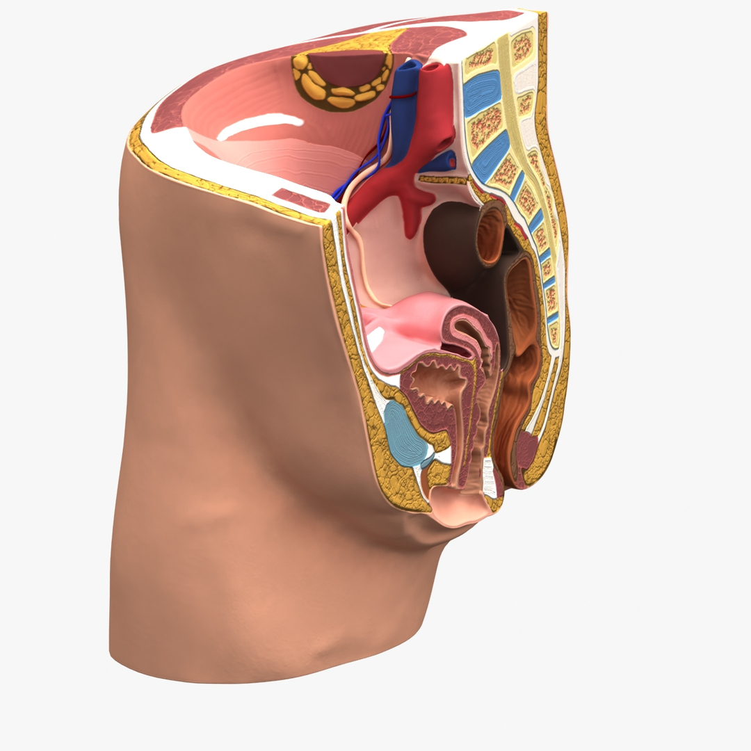 3d dugm01 female pelvis section model https://p.turbosquid.com/ts-thumb/me/ZjgRZd/CVztDv4E/0000/jpg/1370899755/1920x1080/turn_fit_q99/0985a8fd2e60570ed550f5b052baae52f4119696/0000-1.jpg
