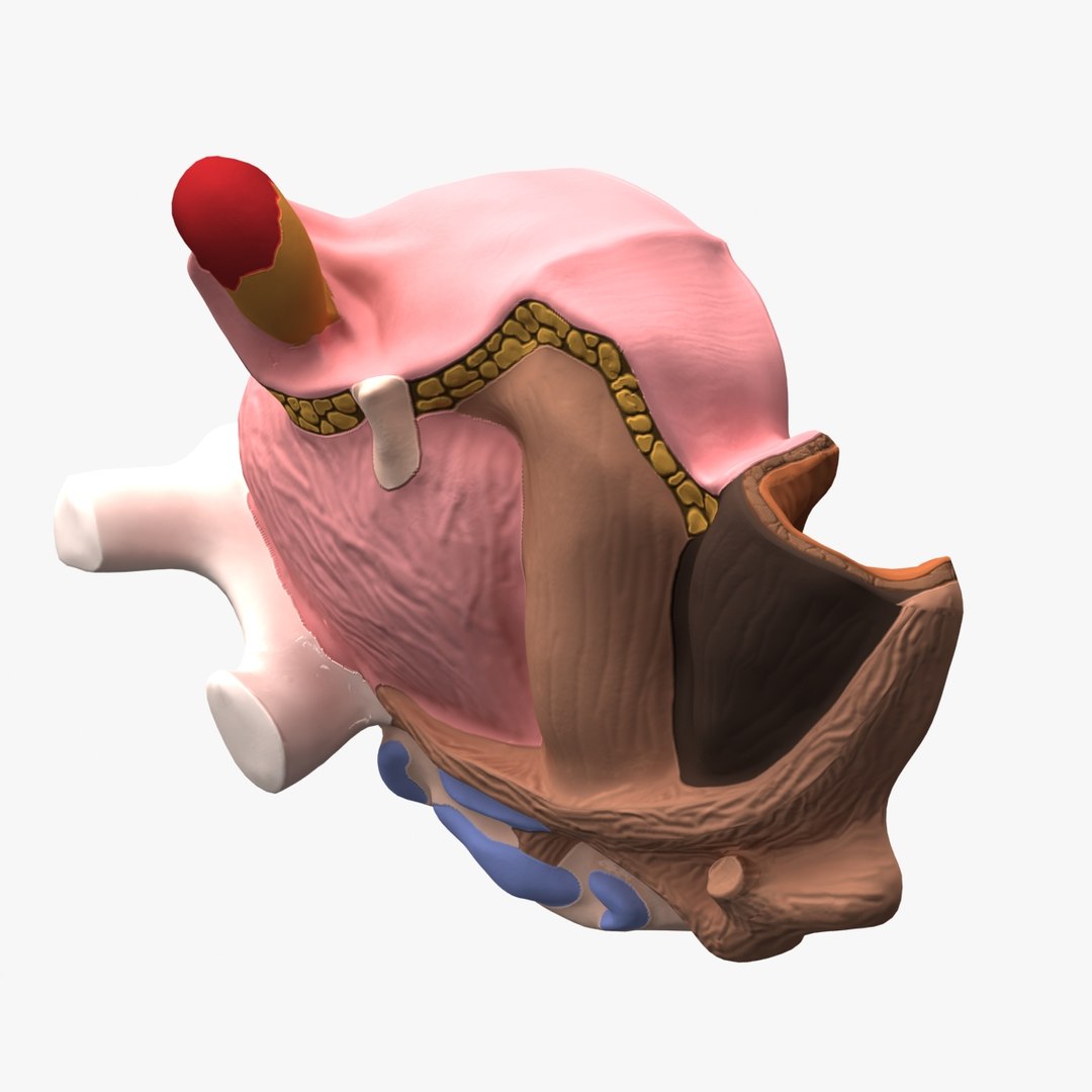 3d dugm01 female pelvis section model https://p.turbosquid.com/ts-thumb/me/ZjgRZd/GI6FWzNI/female_pelvis_median_section_010010/jpg/1370899496/1920x1080/fit_q87/981a88f0993e006d7cb2619be0eb0fe67693303f/female_pelvis_median_section_010010.jpg