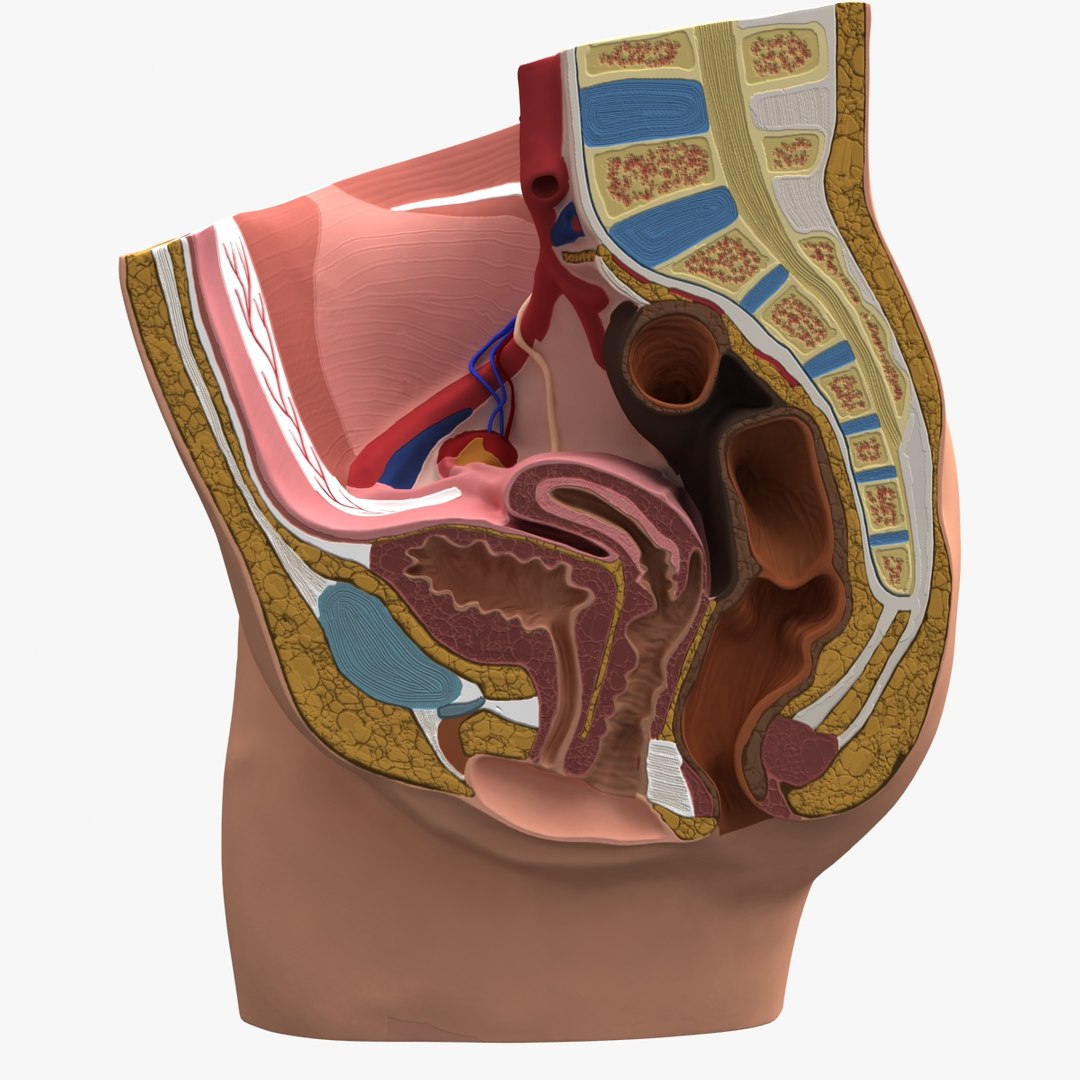 3d dugm01 female pelvis section model https://p.turbosquid.com/ts-thumb/me/ZjgRZd/IlsqaFu5/female_pelvis_median_section_010005/jpg/1370899496/1920x1080/fit_q87/b687a826036e1b6a1a66f587201d73d062baf72f/female_pelvis_median_section_010005.jpg