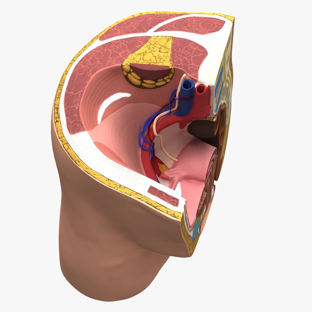 3d dugm01 female pelvis section model https://p.turbosquid.com/ts-thumb/me/ZjgRZd/XHVbReO8/female_pelvis_median_section_010004/jpg/1370899496/1920x1080/fit_q87/3e101c7ae8626b910efe9c02a2ff65b1f0aeb113/female_pelvis_median_section_010004.jpg