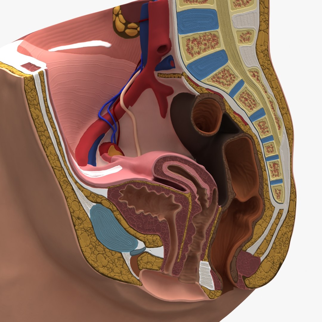 3d dugm01 female pelvis section model https://p.turbosquid.com/ts-thumb/me/ZjgRZd/i6Efjyln/female_pelvis_median_section_010006/jpg/1370899496/1920x1080/fit_q87/92525a483fa49c426d8920b449f5f826bf56c5e7/female_pelvis_median_section_010006.jpg