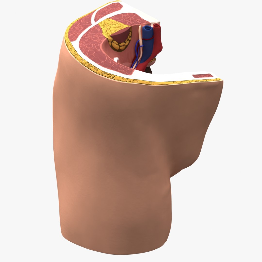 3d dugm01 female pelvis section model https://p.turbosquid.com/ts-thumb/me/ZjgRZd/k6jyA6cM/female_pelvis_median_section_010011/jpg/1370899496/1920x1080/fit_q87/1641f26f65b6b063e98e86eb52305371bf817de6/female_pelvis_median_section_010011.jpg