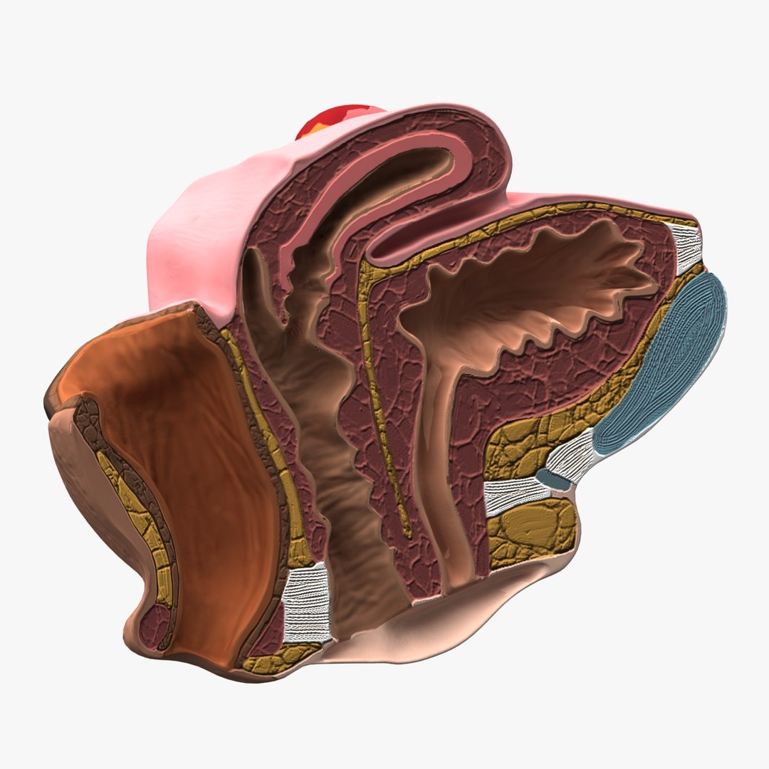 3d dugm01 female pelvis section model https://p.turbosquid.com/ts-thumb/me/ZjgRZd/mUvH9BVN/female_pelvis_median_section_010008/jpg/1370899496/1920x1080/fit_q87/b097000fae5bb340bf2f1045998dbf622e17d8ec/female_pelvis_median_section_010008.jpg